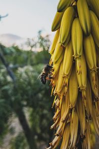 Preview wallpaper flowers, inflorescence, bee, insect, yellow