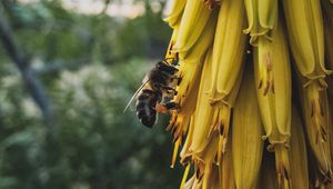 Preview wallpaper flowers, inflorescence, bee, insect, yellow