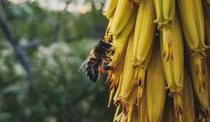 Preview wallpaper flowers, inflorescence, bee, insect, yellow