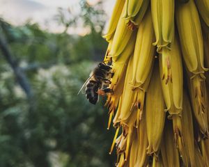 Preview wallpaper flowers, inflorescence, bee, insect, yellow