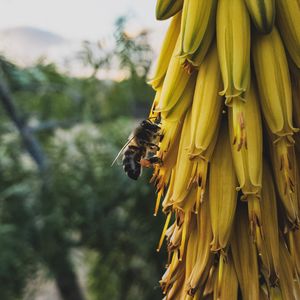 Preview wallpaper flowers, inflorescence, bee, insect, yellow