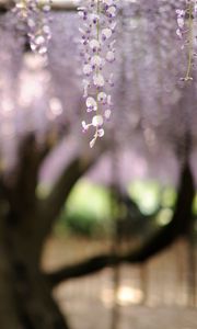 Preview wallpaper flowers, inflorescence, blur, tree