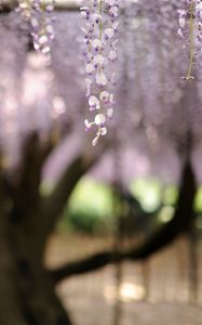 Preview wallpaper flowers, inflorescence, blur, tree