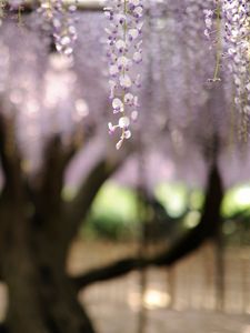 Preview wallpaper flowers, inflorescence, blur, tree