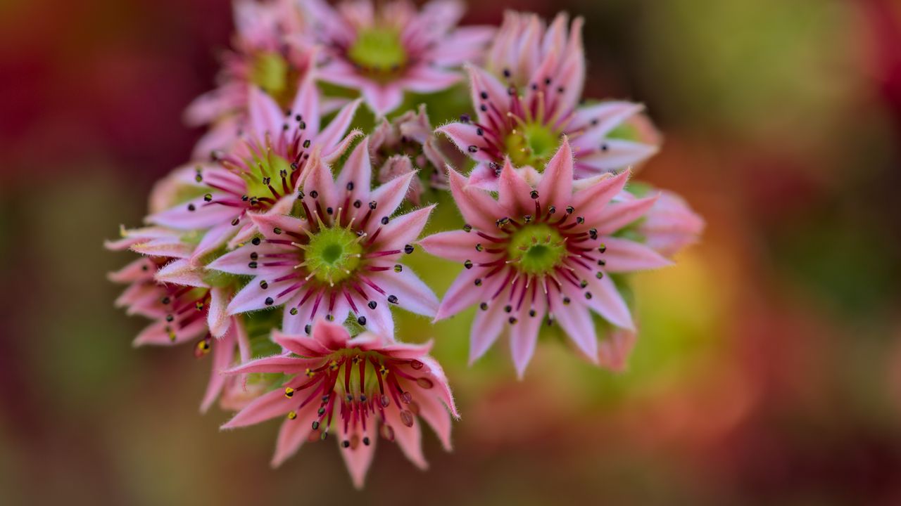 Wallpaper flowers, inflorescence, pink, macro, blur