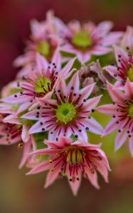 Preview wallpaper flowers, inflorescence, pink, macro, blur