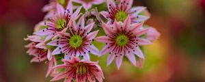 Preview wallpaper flowers, inflorescence, pink, macro, blur