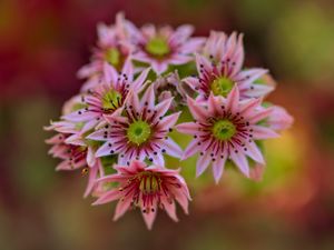 Preview wallpaper flowers, inflorescence, pink, macro, blur