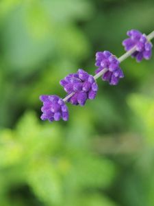 Preview wallpaper flowers, inflorescence, purple, blur