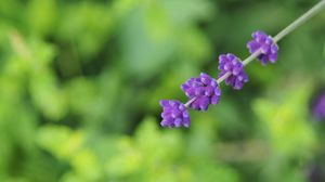 Preview wallpaper flowers, inflorescence, purple, blur