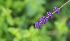 Preview wallpaper flowers, inflorescence, purple, blur