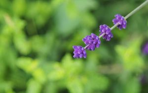 Preview wallpaper flowers, inflorescence, purple, blur