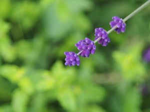 Preview wallpaper flowers, inflorescence, purple, blur