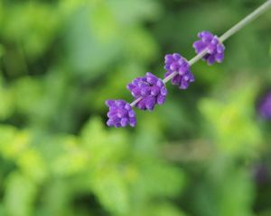 Preview wallpaper flowers, inflorescence, purple, blur