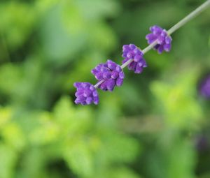 Preview wallpaper flowers, inflorescence, purple, blur