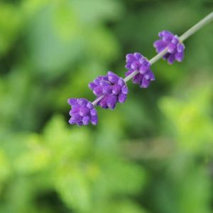 Preview wallpaper flowers, inflorescence, purple, blur