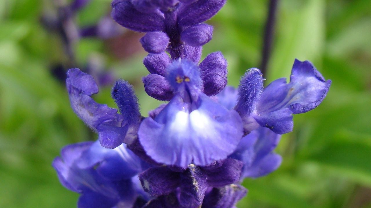 Wallpaper flowers, inflorescence, purple, blue, green, buds, villi