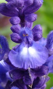 Preview wallpaper flowers, inflorescence, purple, blue, green, buds, villi