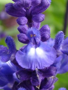 Preview wallpaper flowers, inflorescence, purple, blue, green, buds, villi