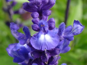 Preview wallpaper flowers, inflorescence, purple, blue, green, buds, villi