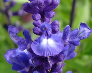 Preview wallpaper flowers, inflorescence, purple, blue, green, buds, villi