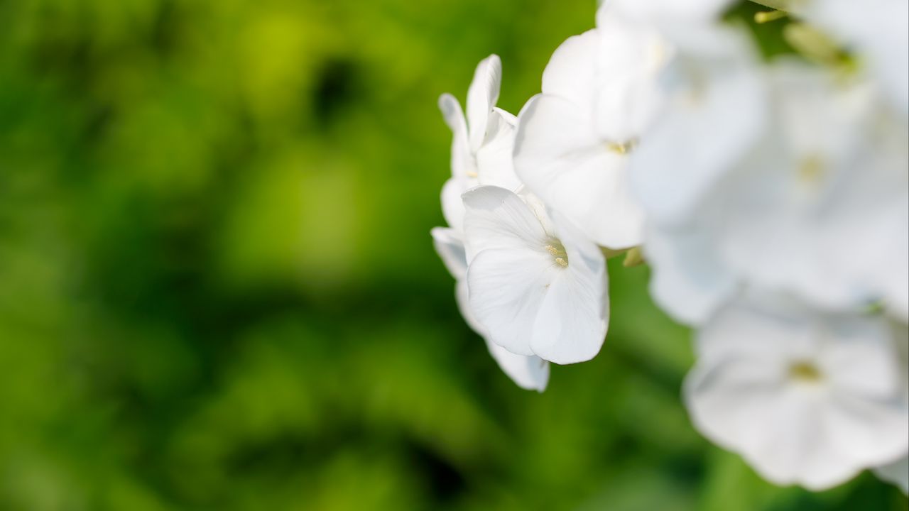 Wallpaper flowers, inflorescence, white, blur