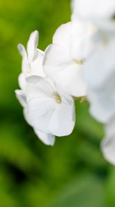 Preview wallpaper flowers, inflorescence, white, blur