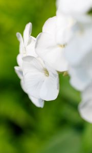 Preview wallpaper flowers, inflorescence, white, blur