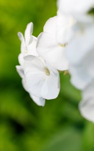 Preview wallpaper flowers, inflorescence, white, blur