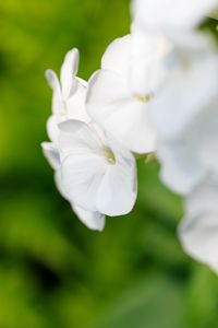 Preview wallpaper flowers, inflorescence, white, blur