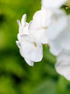 Preview wallpaper flowers, inflorescence, white, blur