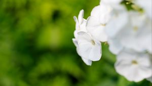 Preview wallpaper flowers, inflorescence, white, blur