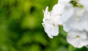 Preview wallpaper flowers, inflorescence, white, blur