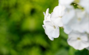 Preview wallpaper flowers, inflorescence, white, blur