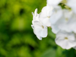 Preview wallpaper flowers, inflorescence, white, blur