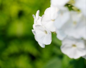 Preview wallpaper flowers, inflorescence, white, blur