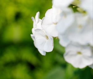 Preview wallpaper flowers, inflorescence, white, blur