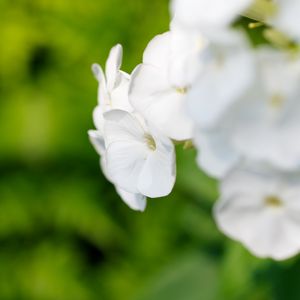 Preview wallpaper flowers, inflorescence, white, blur