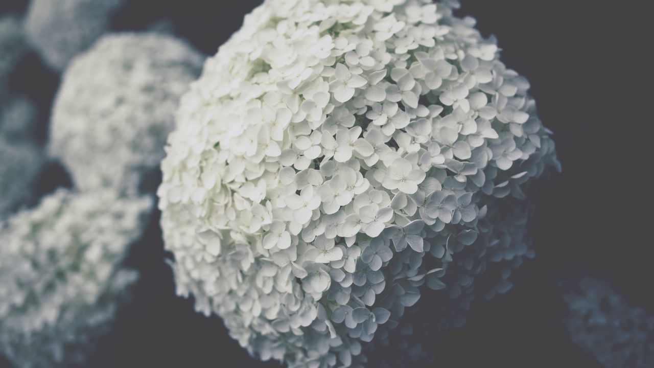 Wallpaper flowers, inflorescence, white, bloom, plant