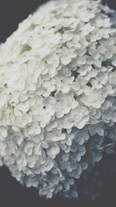 Preview wallpaper flowers, inflorescence, white, bloom, plant