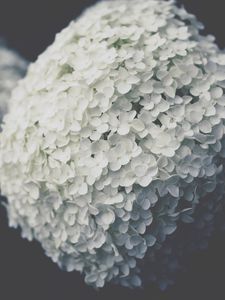 Preview wallpaper flowers, inflorescence, white, bloom, plant