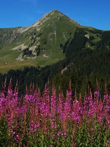 Preview wallpaper flowers, inflorescences, mountain, slope, grass, trees