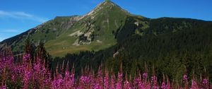Preview wallpaper flowers, inflorescences, mountain, slope, grass, trees