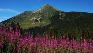 Preview wallpaper flowers, inflorescences, mountain, slope, grass, trees