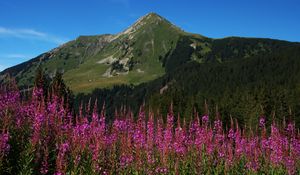 Preview wallpaper flowers, inflorescences, mountain, slope, grass, trees