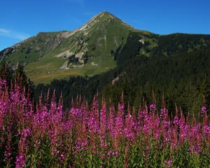 Preview wallpaper flowers, inflorescences, mountain, slope, grass, trees