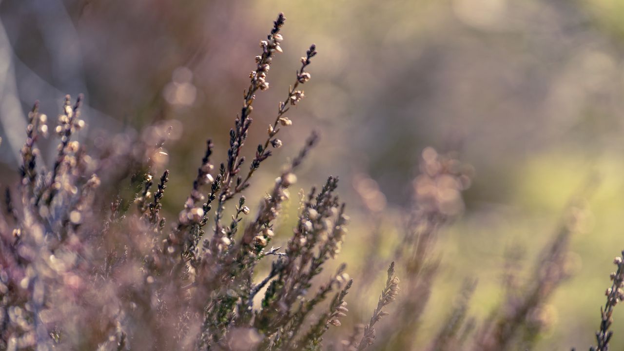 Wallpaper flowers, inflorescences, plants, purple, blur