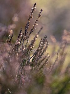 Preview wallpaper flowers, inflorescences, plants, purple, blur