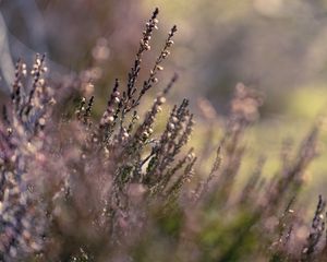 Preview wallpaper flowers, inflorescences, plants, purple, blur