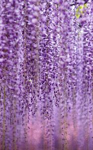 Preview wallpaper flowers, inflorescences, purple, blur